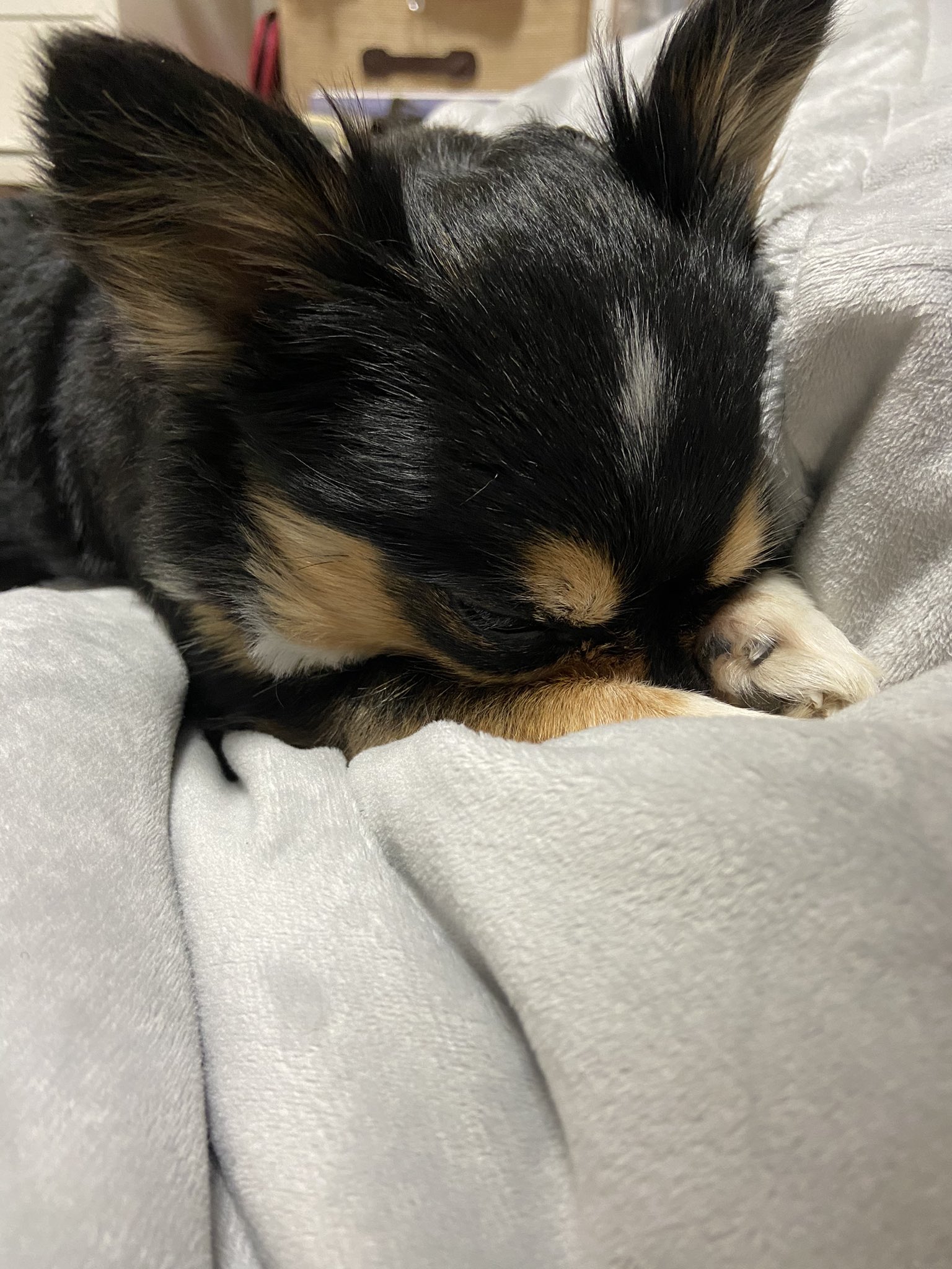 ワンピース 感動動画 Kniazeva7009 Twitter