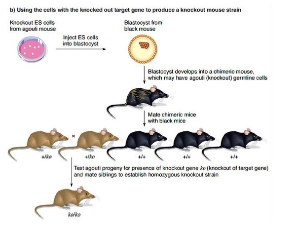 28. Dr. Anony Mouse (10)These animal crosses are all the rage in immunology. By crossing various “knock out” and “knock in” mice, you get all sorts of interesting immune things to study. It’s big in cancer immunology right now.