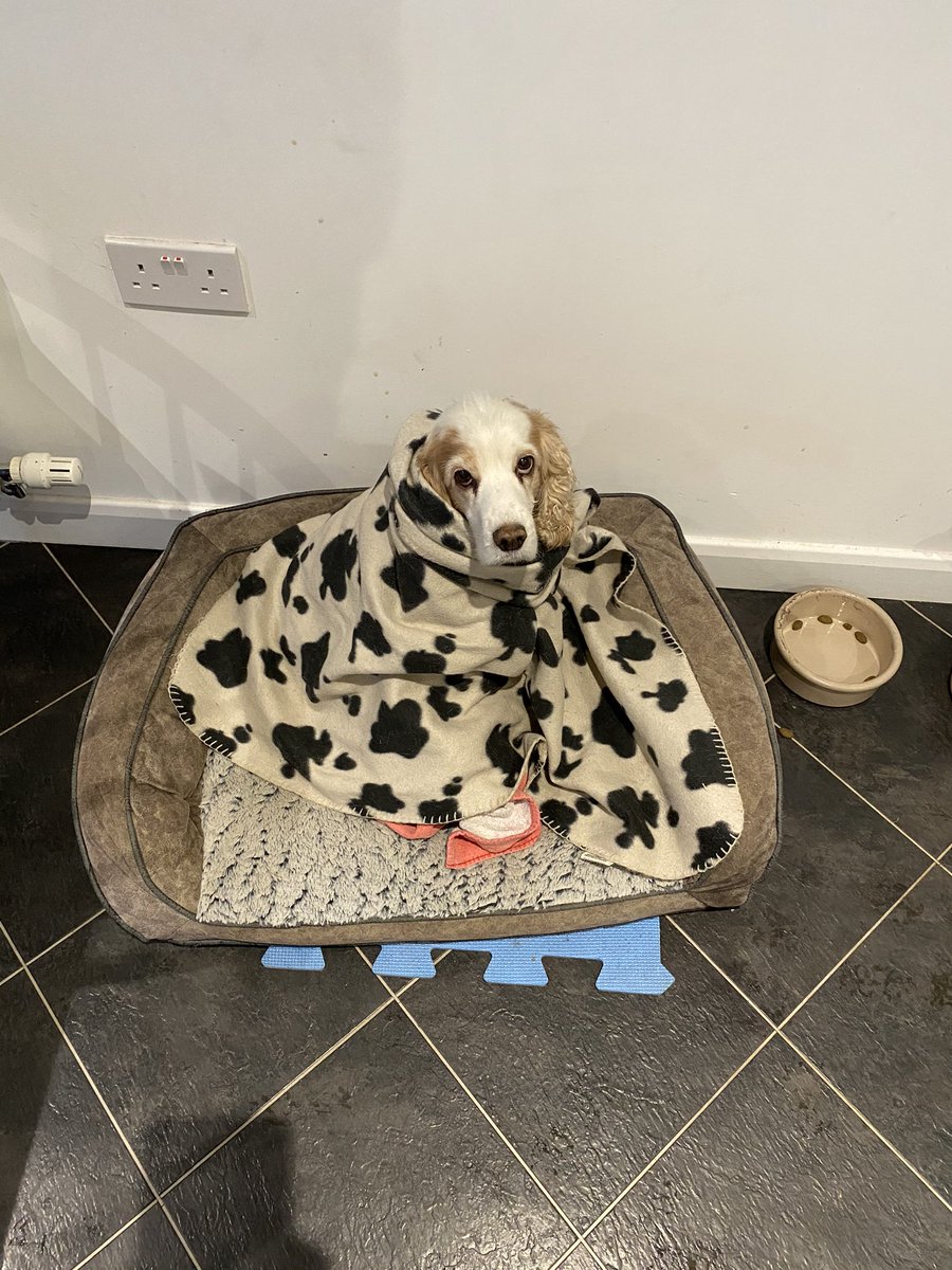 Petethacker's tweet image. Went for a lovely walk in the snow at @fountainsabbey dog wasn’t impressed by the resulting hose down on the return home. She has been like this for about an hour.