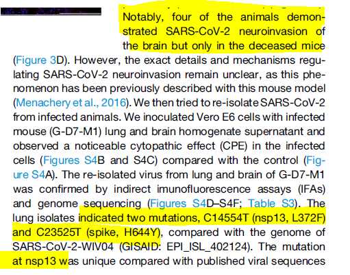 32. Dr. Anony Mouse explains (12)Even in the ACE2 transgenic experiments in the 2020 Cell paper, two mutations were found in S and nsp13 that led to brain tropism and death in a few of the mice, even with only one passage. https://www.ncbi.nlm.nih.gov/pmc/articles/PMC7241398/