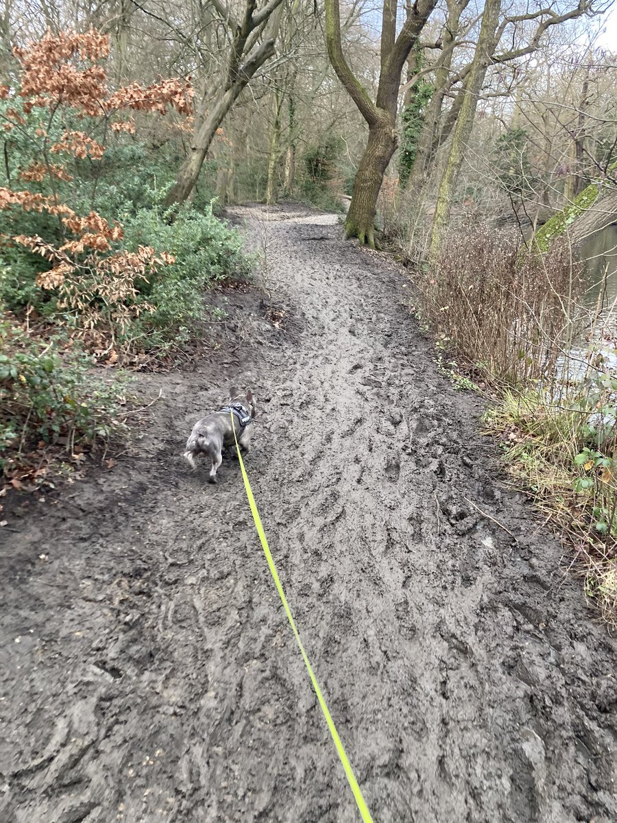 tweetcoxy68's tweet photo. Walking off all the turkey and chocolates in the forest and round the lake with #Loki #camodog #EscapingLockdown 👊🏼👌🏼 https://t.co/RryreG1m95
