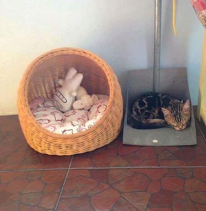 GallozziMrita's tweet photo. Logica dei gatti applicata alla teoria della cuccia....
#gatti https://t.co/tyalJx1XJG