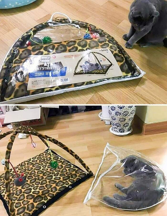 GallozziMrita's tweet photo. Logica dei gatti applicata alla teoria della cuccia....
#gatti https://t.co/tyalJx1XJG