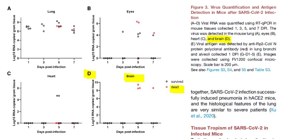 32. Dr. Anony Mouse explains (12)Even in the ACE2 transgenic experiments in the 2020 Cell paper, two mutations were found in S and nsp13 that led to brain tropism and death in a few of the mice, even with only one passage. https://www.ncbi.nlm.nih.gov/pmc/articles/PMC7241398/