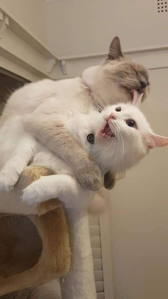 Why you should have a cat tweet media