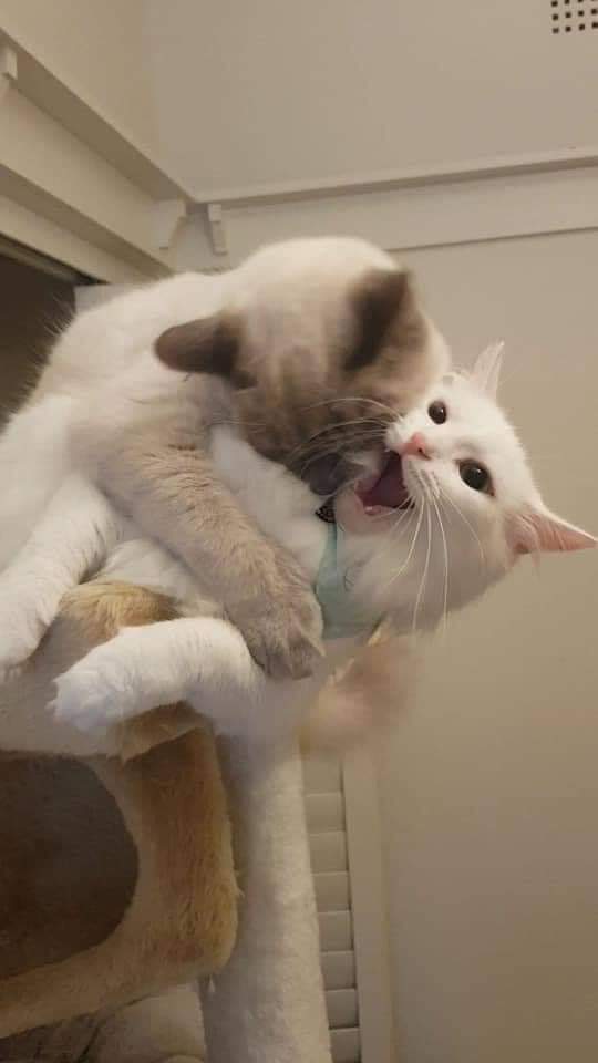 Why you should have a cat tweet media