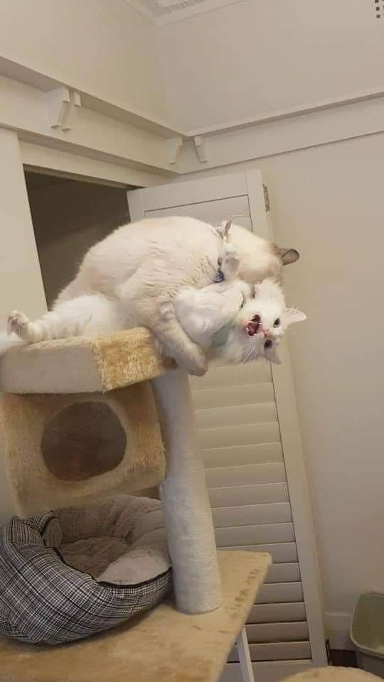 Why you should have a cat (@shouldhavecat) on Twitter photo 