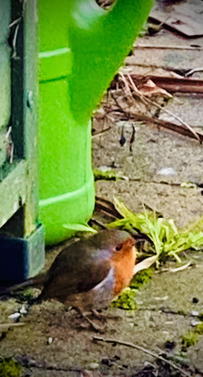 Lovely little visitor to my garden today #robinsofinstagram #robinredbreasr #BirdsSeenin2021
