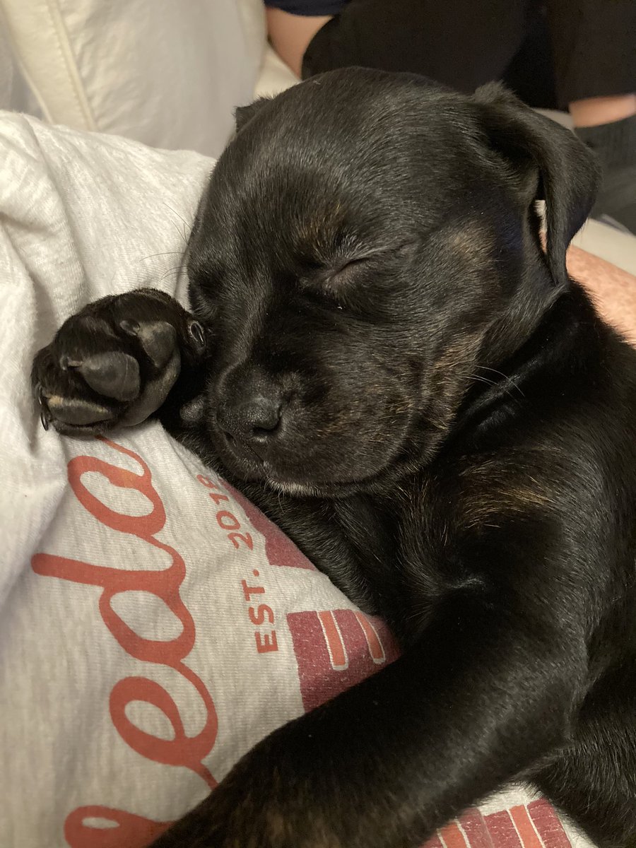 C_Posadny's tweet photo. Meet my newest family member, Lando (yes, as in Calrissian) https://t.co/kAWL3lucDA