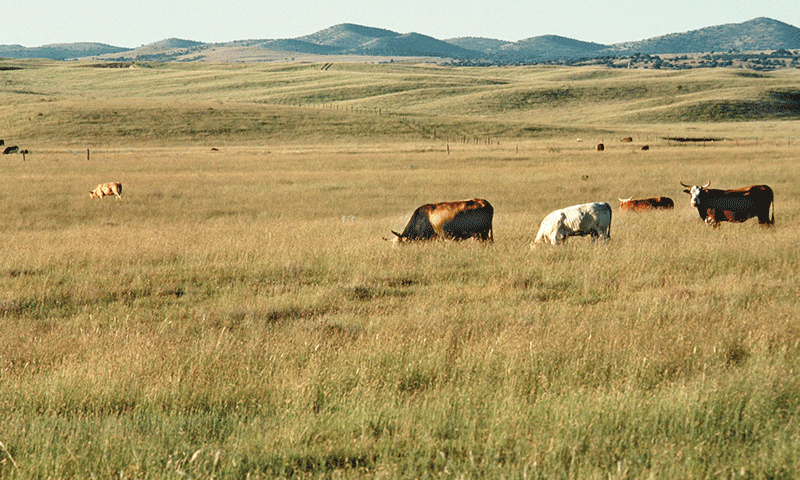 The Shootout was just one battle in a larger war. I mean this literally; around here we call it the Pleasant Valley War. It was a blood feud between the Graham and Tewksbury clan, fought in Navajo and Apache Counties over control of rangeland from 1882-1892. Around 50 dead.