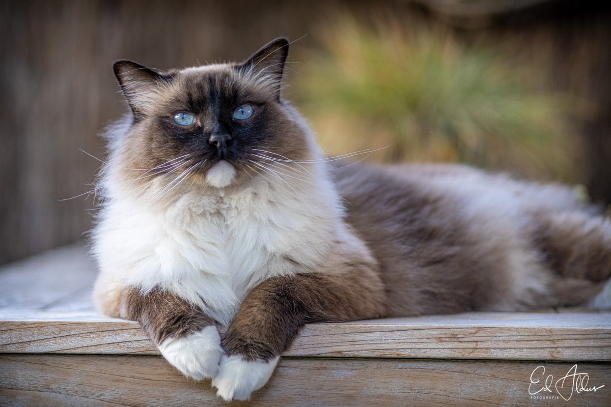 Ed Aldus tweet media