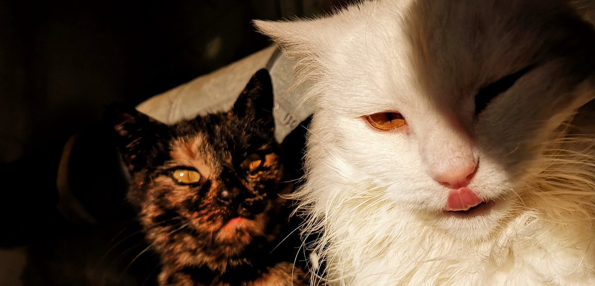 OlenaTsys's tweet photo. Gang!!🤘

#mafia #immortal #band #mamaImacriminal #handsup #boss #crew #cats #catsmeme #badboys #banditos #kitty #kawaii #meow #catsworld #catslover #catsperson #f4f #followback #fluffy #tweet #rt #retweet #adorableanimals #catoftheday #Gato #neko https://t.co/yrOfMB5KU1
