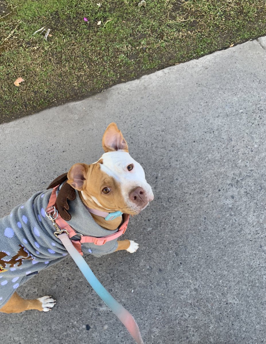 _larissagal's tweet photo. Appreciation Post de Luna🤍: https://t.co/nVylc3oXCo