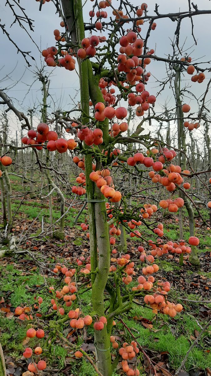 Prachtig gewandeld rond Oud en Nieuw @tragetochten #Sint_Geertruid