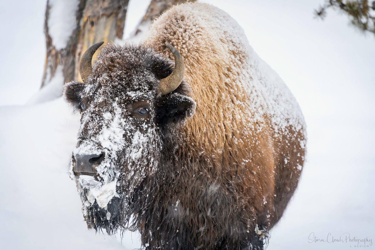 Leering #Yellowstone # bison 🦬 #photographed a long ways with a #telephoto. 📷#yellowstone #Wyoming #visityellowstone #wildlifephotography #nature #thephotohour #yellowstonenps #usinterior #nationalparkspartnership #yellowstonenationalpark #nationalparkservice #codyyellowstone