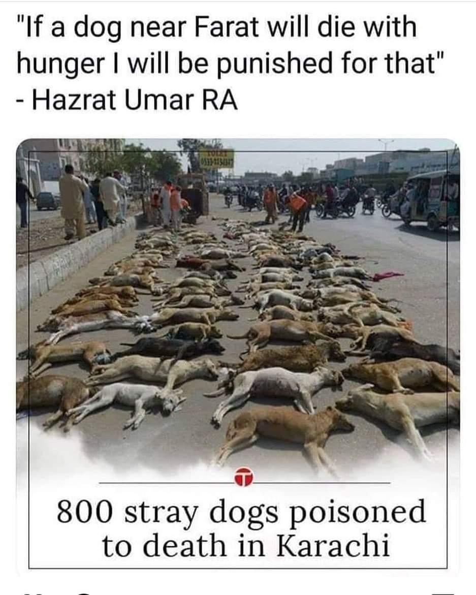 PakistanAzm's tweet photo. Wasn't it was Imran Khan who had said something similar as well? What did these poor souls do to deserve this? Was it their fault that they were not born pure-bred? #Karachi, #Murderers, #FindHachi, #VoiceOfVoiceless, #ImranKhanPTI. @ImranKhanPTI, @BBhuttoZardari. https://t.co/T10jjGmg45