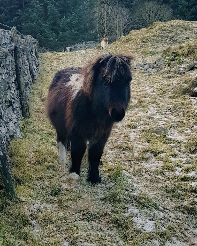 blonde_on_bikes's tweet photo. Out and about exploring on the Mountain bike. #cuteponies #elibankcastle #scottishborders #Mountainbiking #DoddiAid https://t.co/TCEKuwG69m