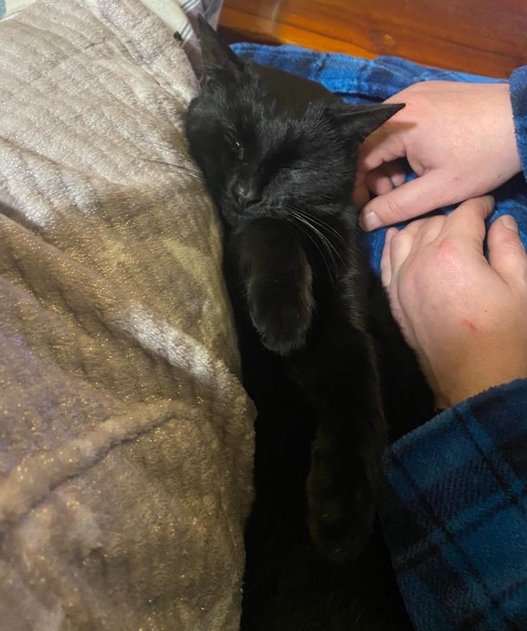 AshcroftBen's tweet photo. MISSING -
This is Albus with his sister. He sleeps with his tongue out. He is my therapy cat &amp; has been handled &amp; loved so much. He has never gone missing before &amp; I need him back asap.  He is very friendly &amp; answers to his name. Please share on social media. #Halifax #Boothtown https://t.co/SvgNFzuLdE