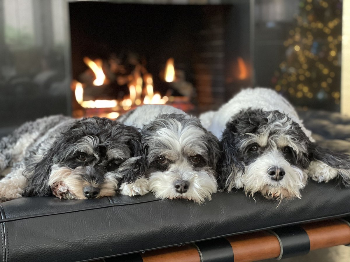 RealMikeNelson1's tweet image. Happy New Year my friends, from our herd to yours.