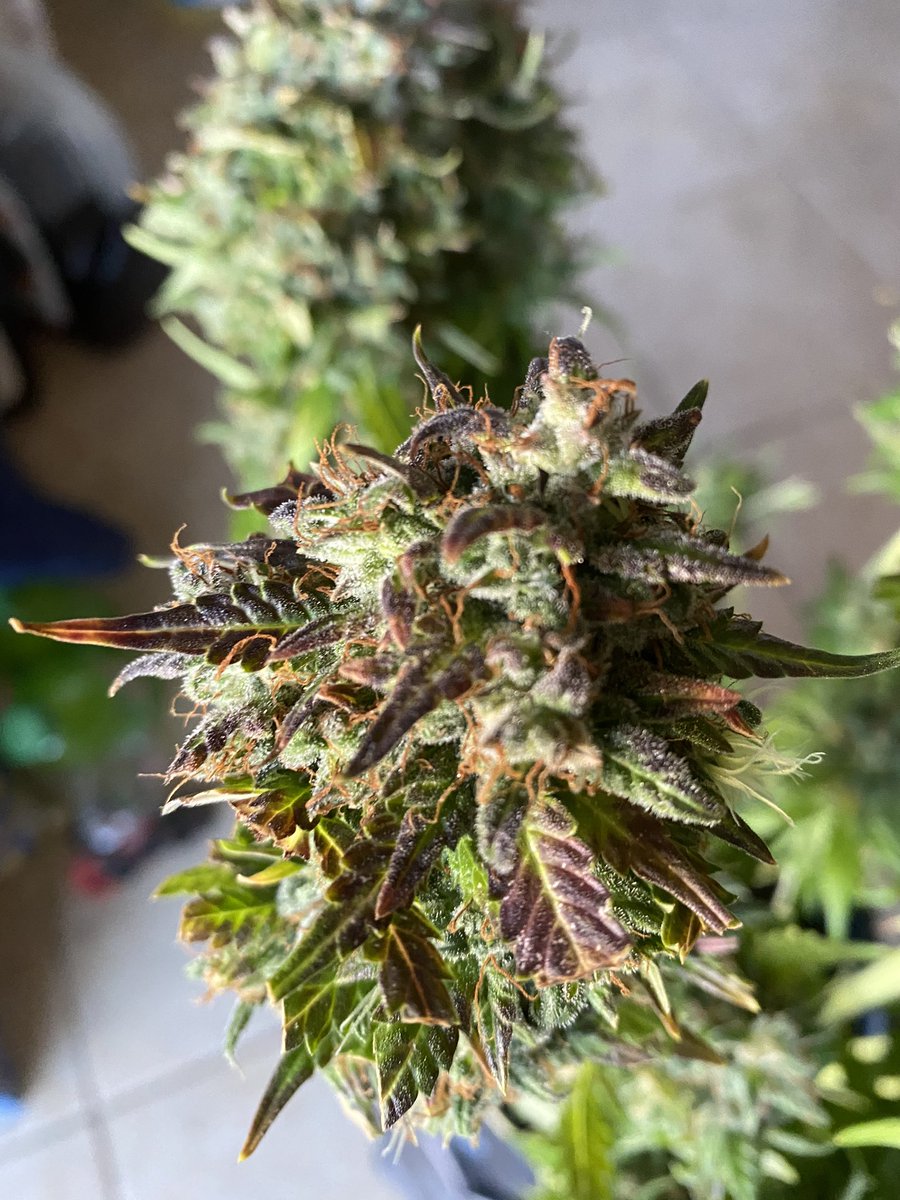 kpa420's tweet photo. Harvest time #roughtrim #cannabis #colorado #grower @kpa420 #auto #purp #cbn21 @humboldtseeds #cuphunters #savetheterps https://t.co/tkxAFFOqfC
