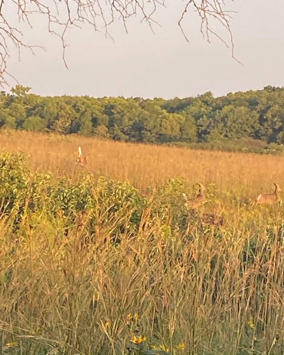 HomesteadNHP's tweet photo. Weekend Wildlife: This photo was captured towards the beginning of fall. The deer almost seem to fade into the golden grass. #wildlife #HomesteadNM #prairie #FindYourPark #midwestNPS https://t.co/Ic2xgvw7ll