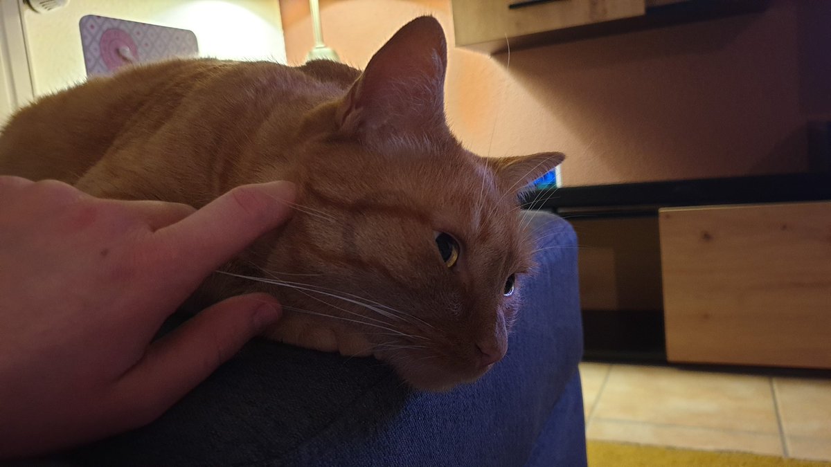 CatSkipy's tweet image. Hé les chopains que c'est l'heure du grattage de la moustache par la numaine 😻