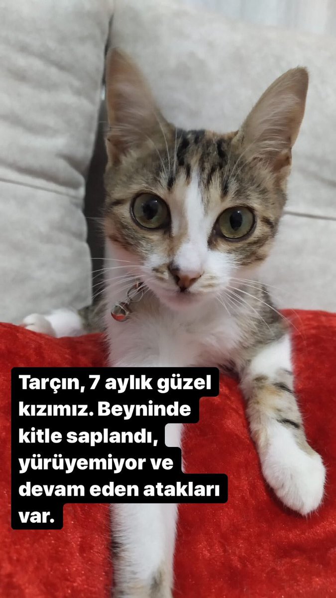 mehrinazz's tweet photo. hadi hep birlikte🎈 https://t.co/Warf15lmob