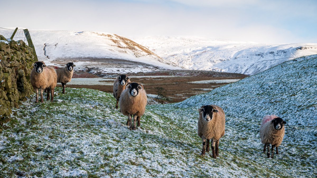 stephanbrz's tweet image. Looks like being a cold night for these sheep - didn't get above freezing all day,  plus a stiff north-easterly wind blowing down from the fells.#EastFellside #NorthPennines #Cumbria