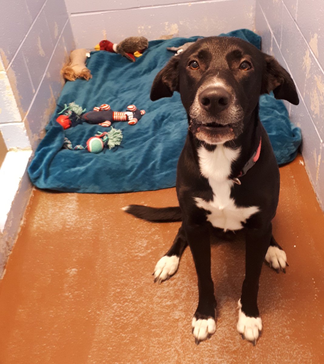 frederictonspca's tweet photo. Lost &amp; Found: Unneutered male brought into us this morning from Golf club Road. Please share. Our number is 459-1555. Thank you.

#fspca #fredericton https://t.co/MPtY2Cth9C