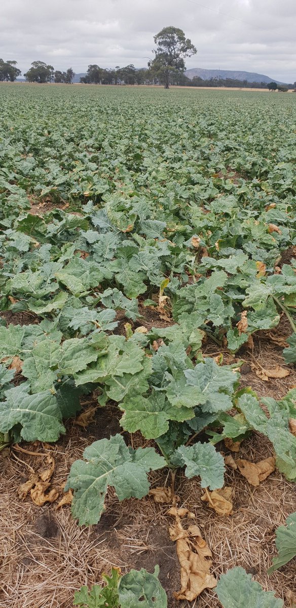 970cl planted on the 23oct just had 25mm of rain yesterday but before that only 3 goes of less than 10mm