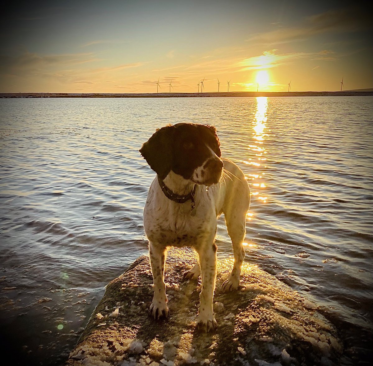 RubyRubyduby1's tweet image. Lovely sunset!