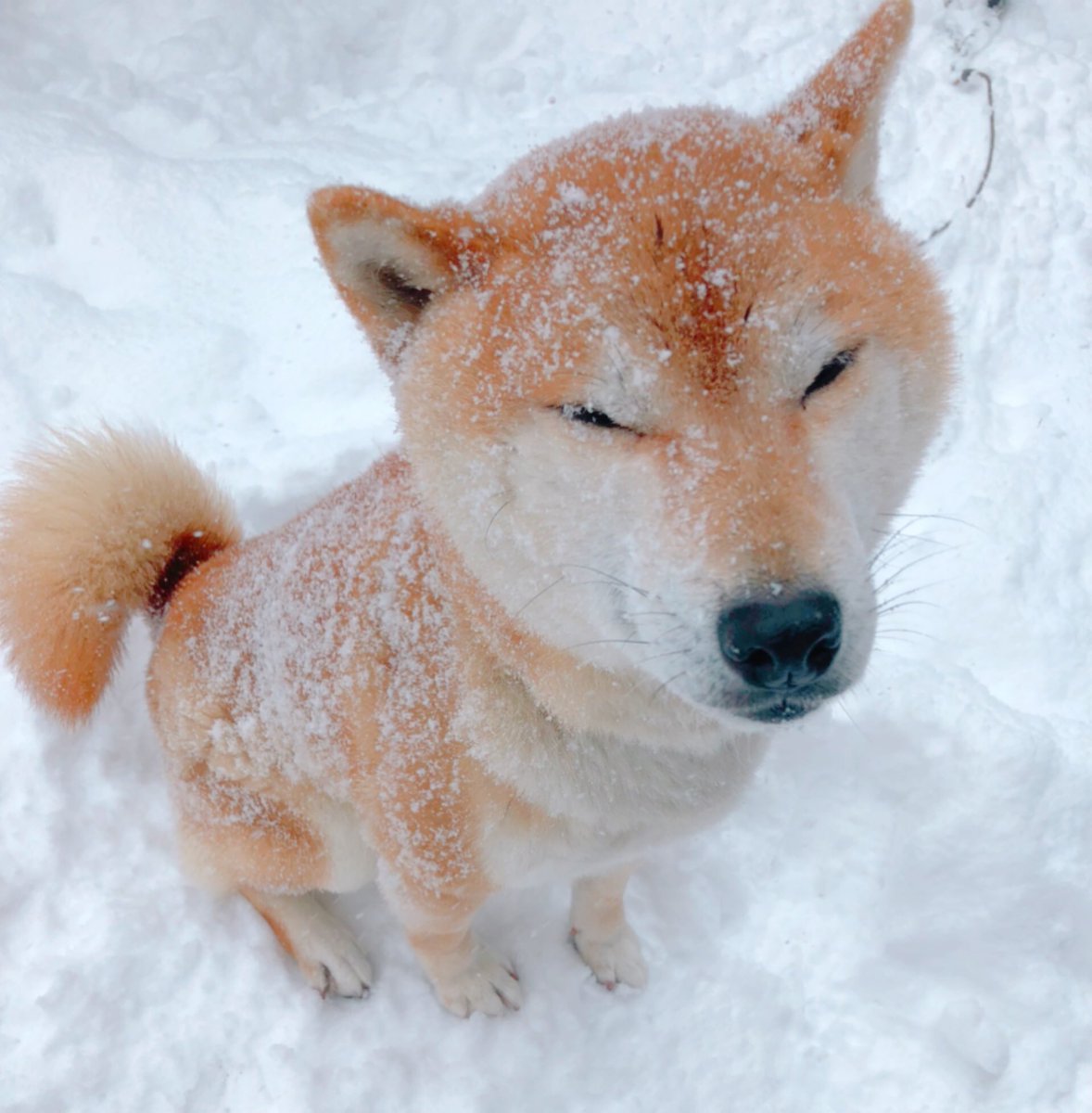 どんどん雪に突き刺さっていく犬が可愛い 犬ドリル の写真を永遠集めてみた Togetter どんどん雪に突き刺さっていく犬が可愛い 犬ドリル の写真を永遠集めてみた Togetter