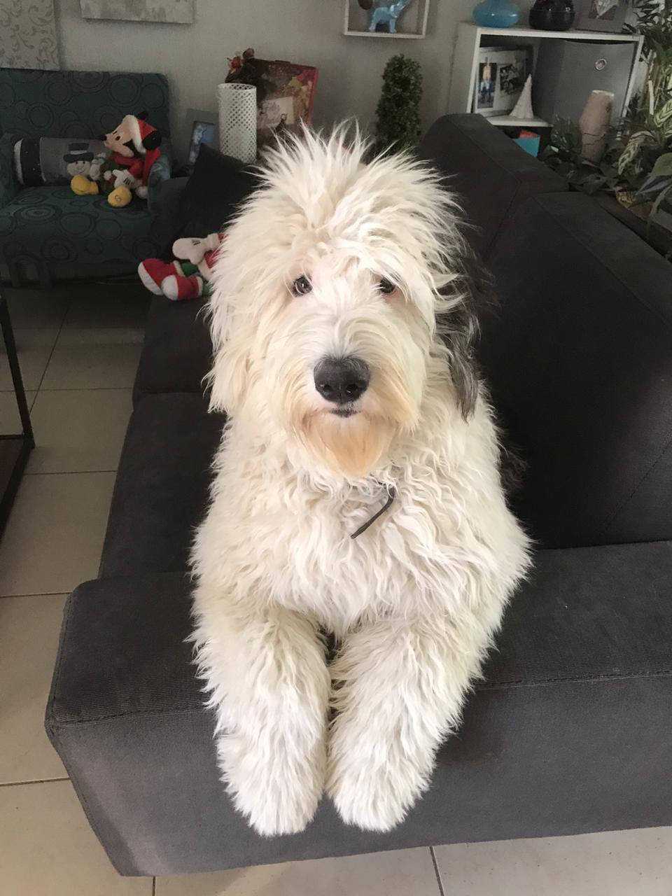  El Viejo Perro Pastor Ingles Mexican English Sheepdog