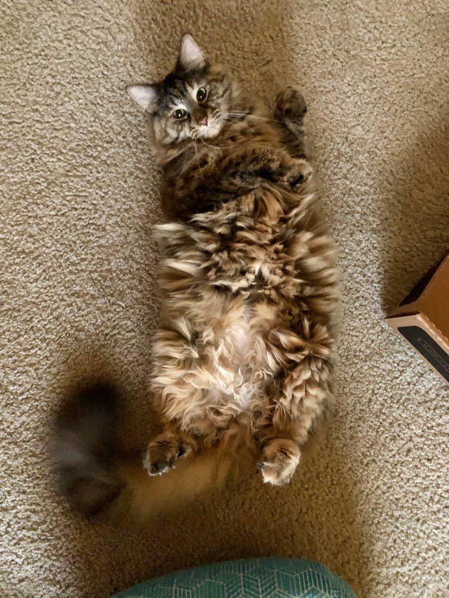 AKMamaGrizzly's tweet photo. #Floof!! Happy #caturday everyone. Here’s to a better year ahead. #CatsOfTwitter #CatsOnTwitter #Cats #CatsOfTheQuarantine #CatsOf2021 #CatsforBiden #NewYearCats #Catitude #Torties #HappyNewYear #HappyNewYear2021 https://t.co/yRqIQtCfrB