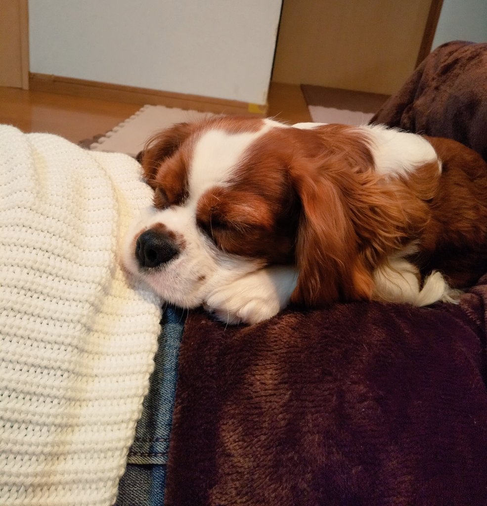 الوسم キャバリア子犬 على تويتر