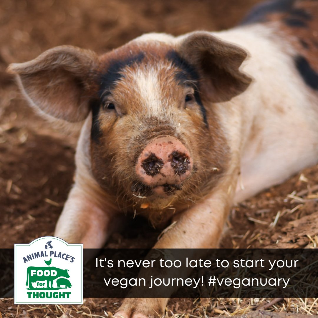 FoodforThought tweet media