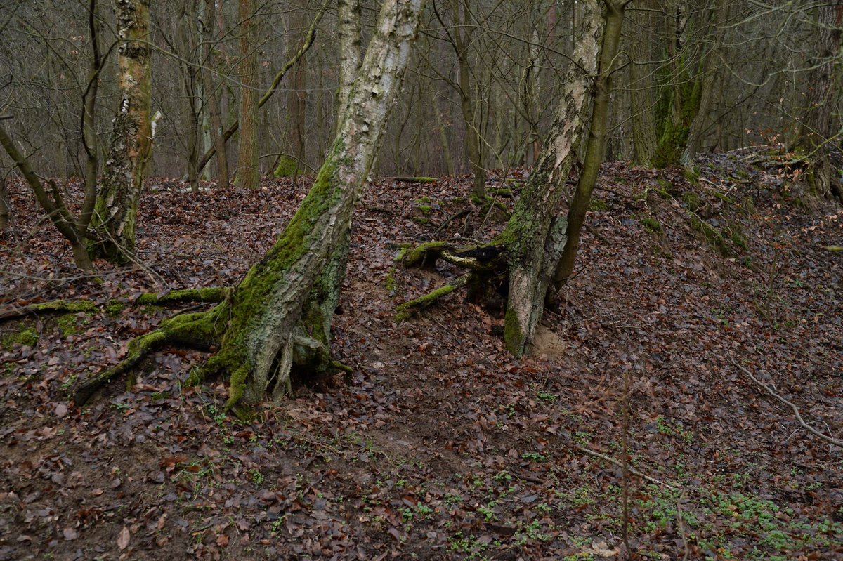 NiccoloTribolo's tweet photo. This year I found the structures of encrusted skeletal hyphae (Chaga) of #Inonotus obliquus on the roots of #Betula for the third time.
@treeruss https://t.co/nRKQFcNfYC