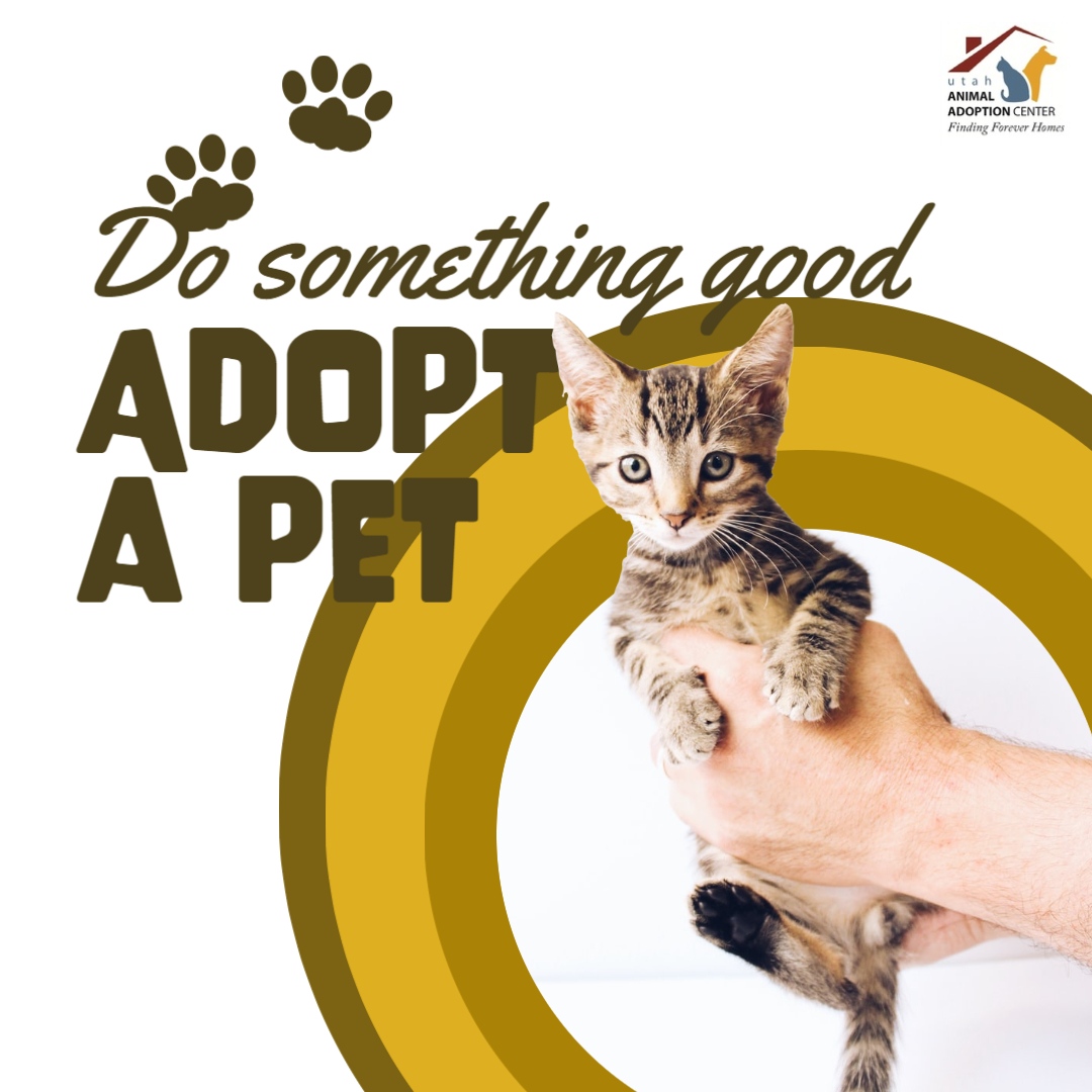 Start 2021 with a new family member! 

utahanimals.org/adopt