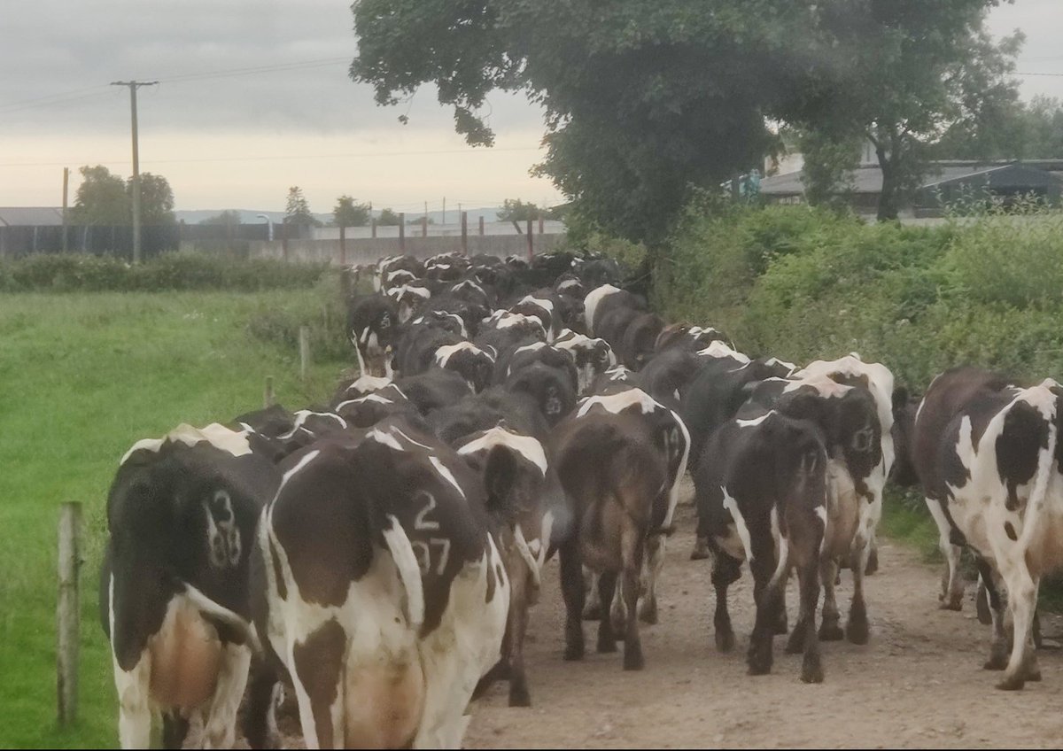 I can now confirm that this position has  become full time. 👍

Opportunity to become a member of our team where milking cows is a front for our real operation of..........🤫🤫🤫😉😉

Retweets welcomed.