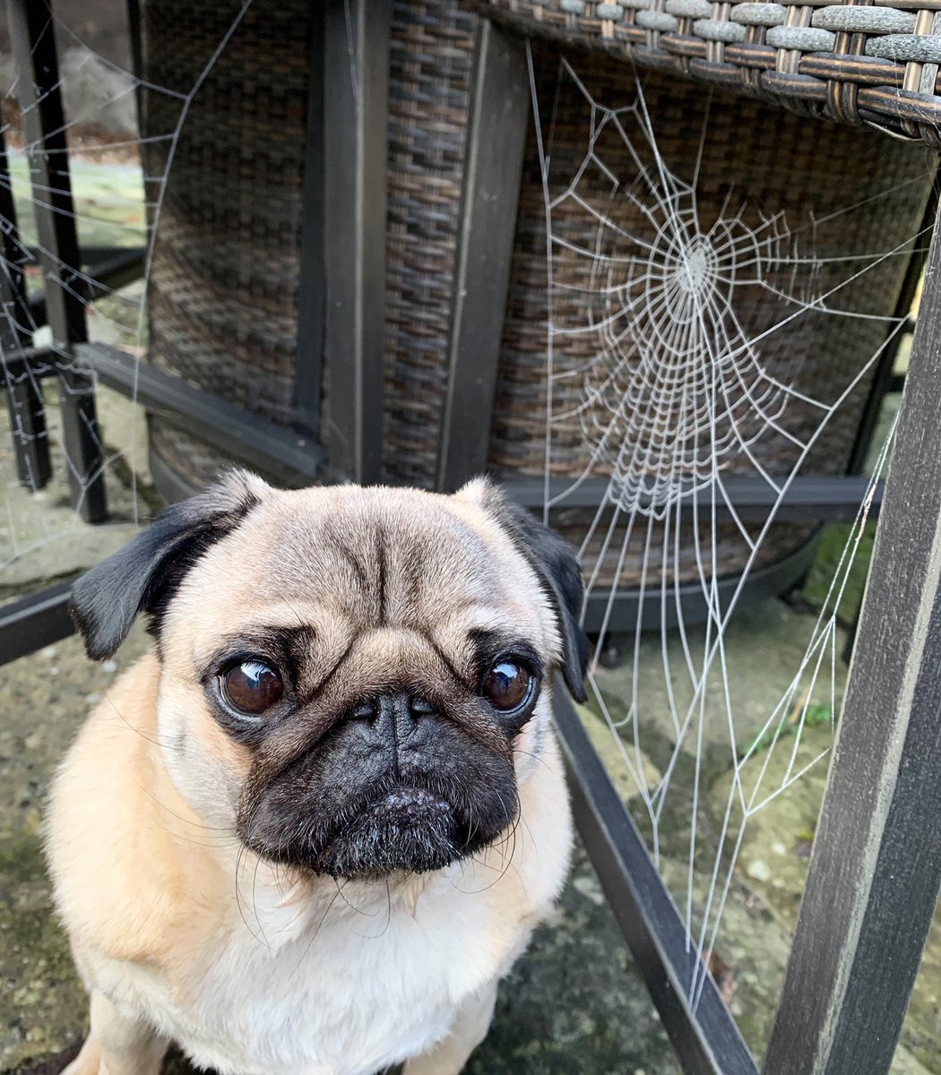 When you’re having an identity crisis... am I Spiderpug now? 🤷‍♂️🕸 #puglife