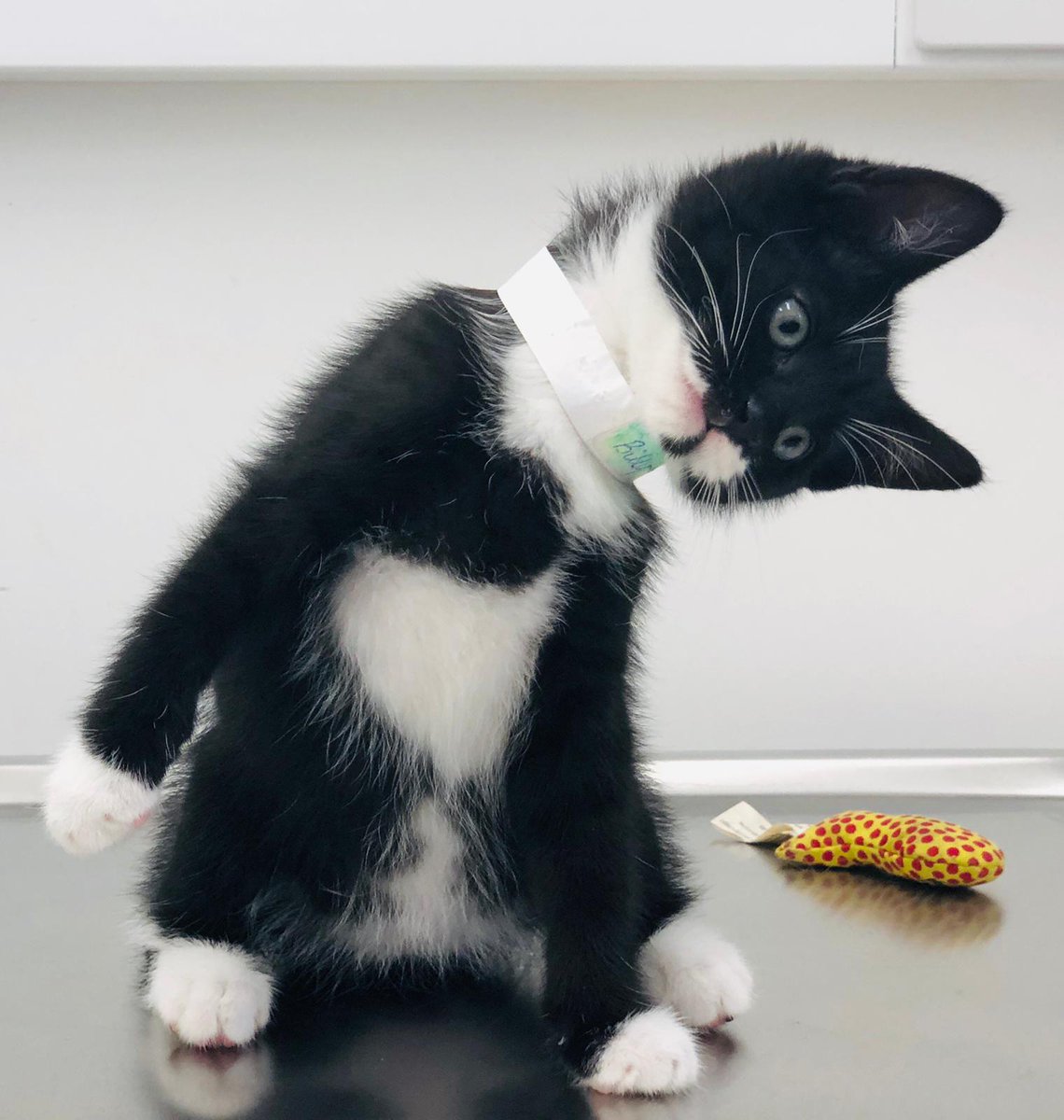 He really was the last of the litter to be homed. Here's a pic of him wonkily greeting us at  @GoddardVets Plaistow back in September 2019