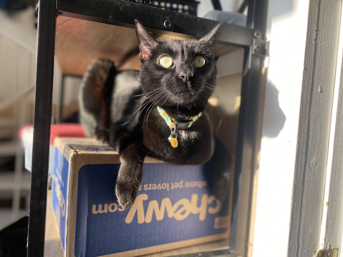 SuperNat024's tweet photo. This is my box! @Chewy 
#BlackCat #chewy #catfood https://t.co/kBTf9mfxBl