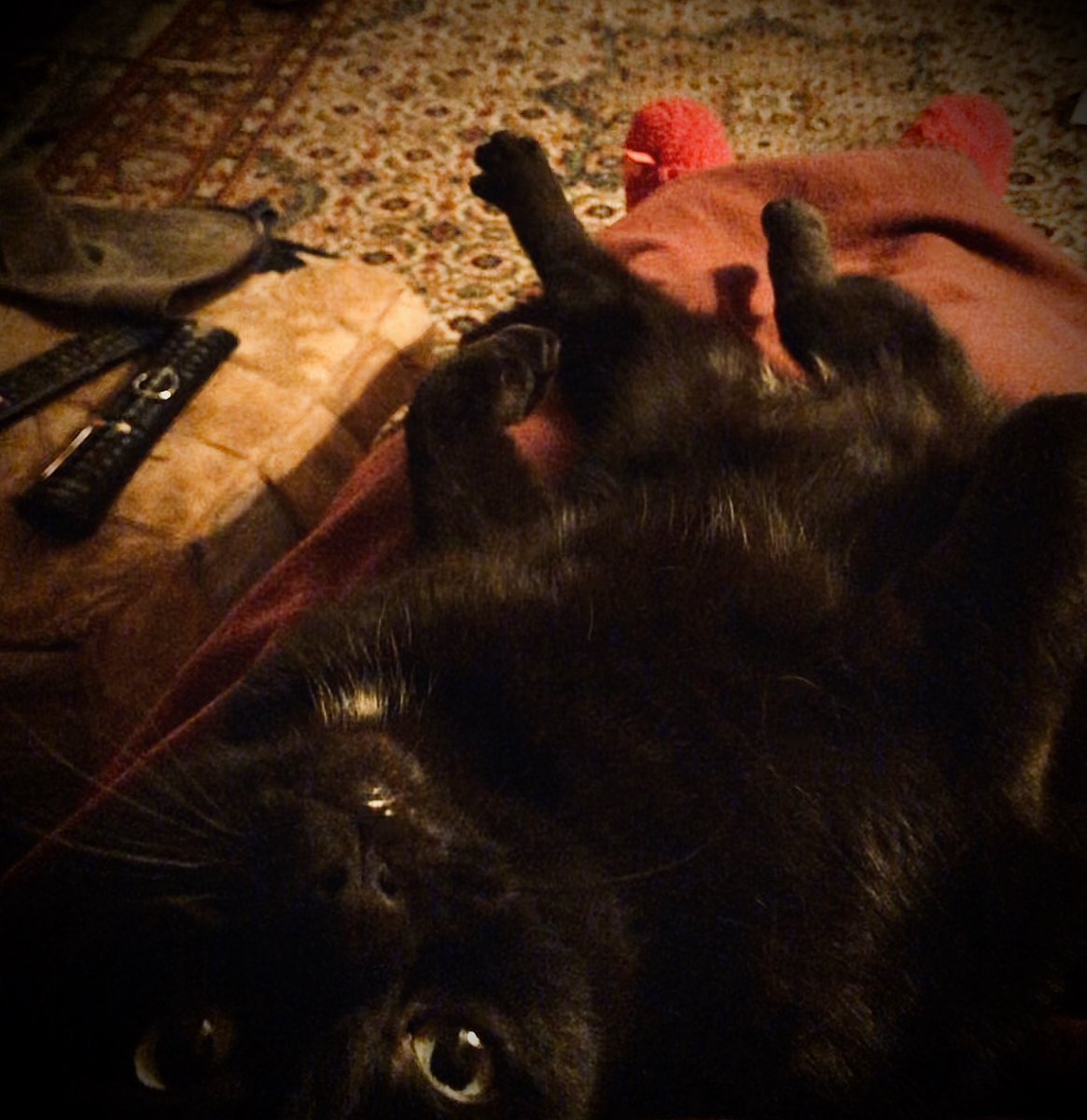 HarryTheIOMCat's tweet photo. Was happy relaxing until she stroked me 😼 https://t.co/r2UJHe62ix