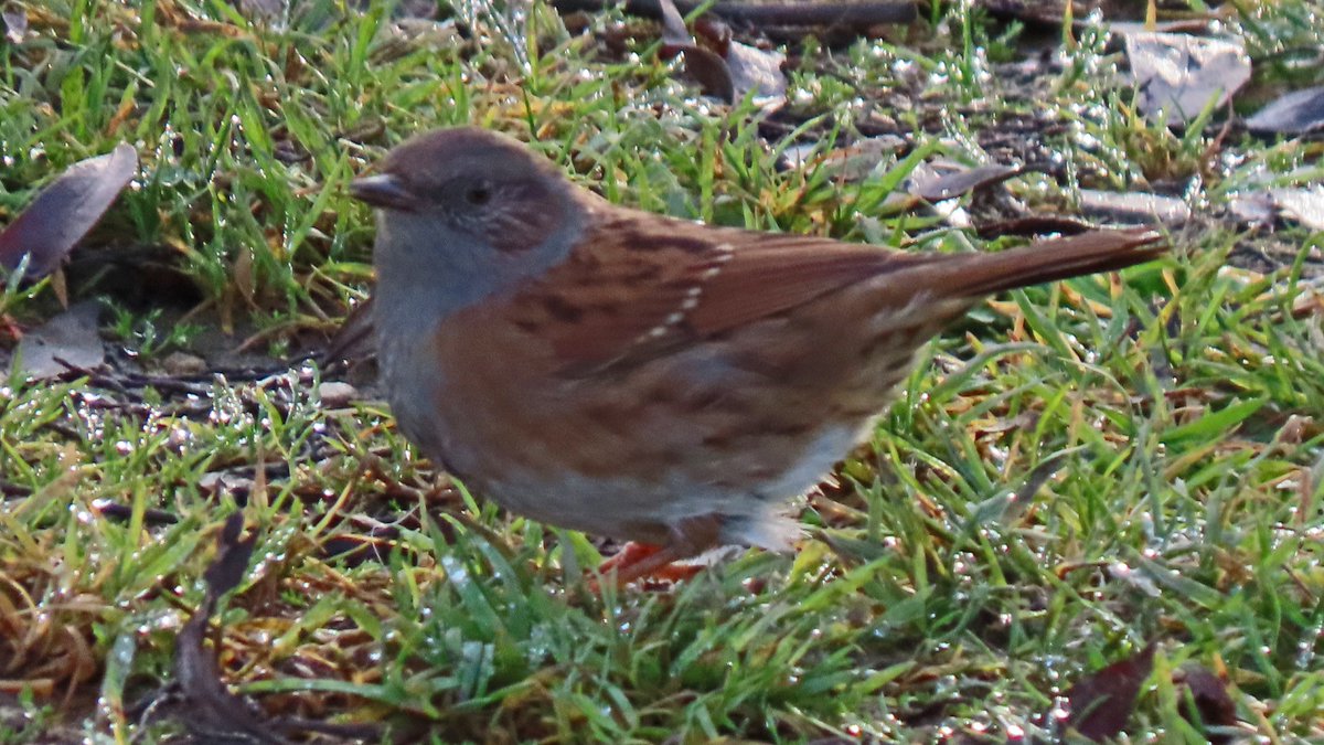 Vogels6's tweet photo. Deze vogel, vaak verborgen zittend, zoekt zijn voedsel veelal scharrelend op de grond en zat plotseling voor mijn lens: #HEGGENMUS
@vogelnieuws @waarneming @sovon @VroegeVogels
@natuuronline @volgdenatuur @Limb_Landschap
#dunnock #Prunella_modularis #Heckenbraunelle https://t.co/tR7EEDIJh9
