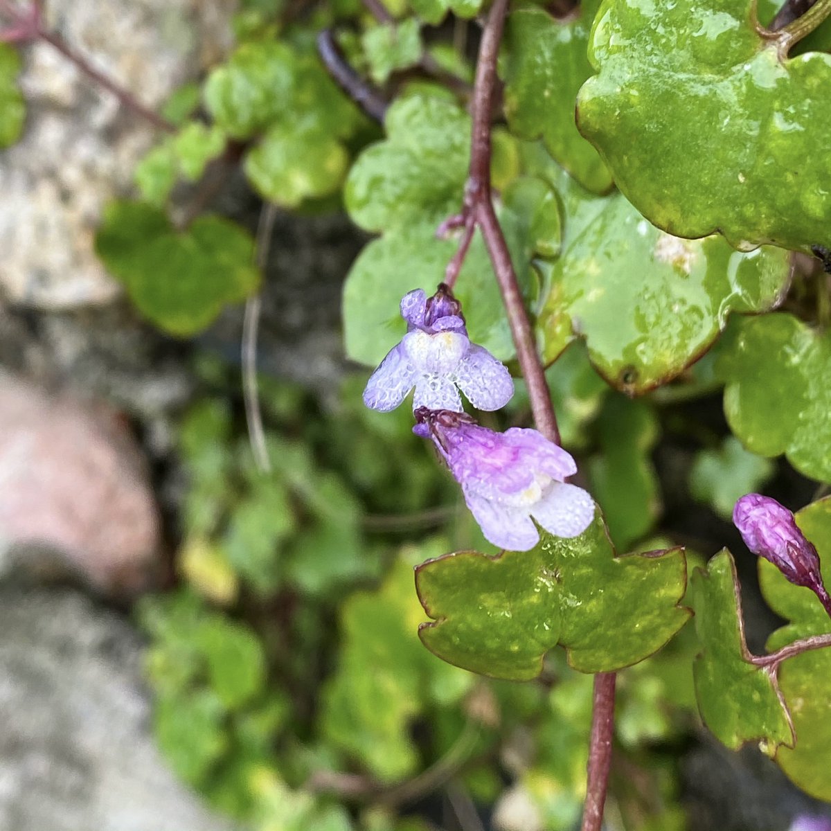The first plant we found in flower today was the tiny stalwart of stone walls, ivy-leaved toadflax. We saw it regularly on the hunt, clinging on in places where other plants just don’t dare.  #NewYearPlantHunt