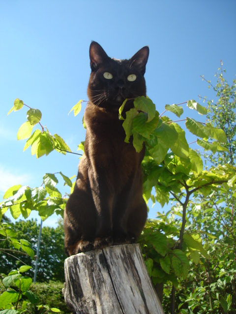 CyperusP's tweet image. The Asian Cat, also known as the Malayan Cat, is a domestic Cat breed ("Felis Catus") similar to the Burmese but in a range of different coat colours and patterns. The breed was developed in Britain,starting with a litter of kittens bred in 1981 by Baroness Miranda von Kirchberg.