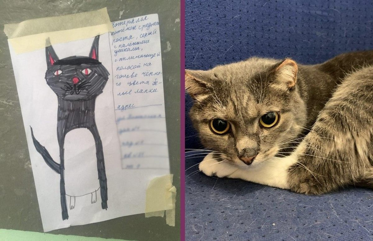 Результат котики. Лучший кот 2020. Лучший кот 2020. Лентач кот. Конкурс красоты среди кошек.