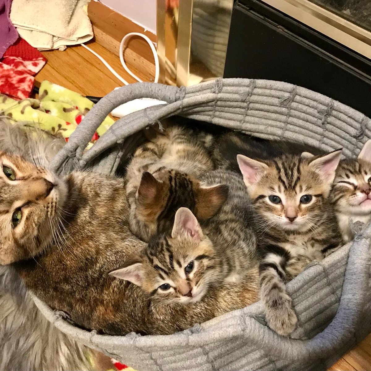 SSibbach's tweet image. Our Foster Family has grown again. Introducing Emma and her baby girls; Seven, August, Ivy, and #Willow are named after songs from @taylorswift13 new albums #folklore and #evermorealbum                                                     #taylorswift #rosiessouthsideanimalshelter
