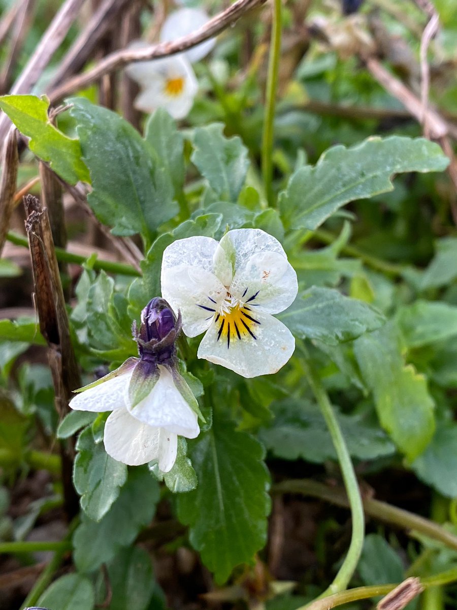 My absolute favourite find was a goodly patch of field pansy (Viola arvensis) in a Portmellon field. Surely one of the loveliest flowers of arable places. Double dare you to look at one and not smile!  #NewYearPlantHunt