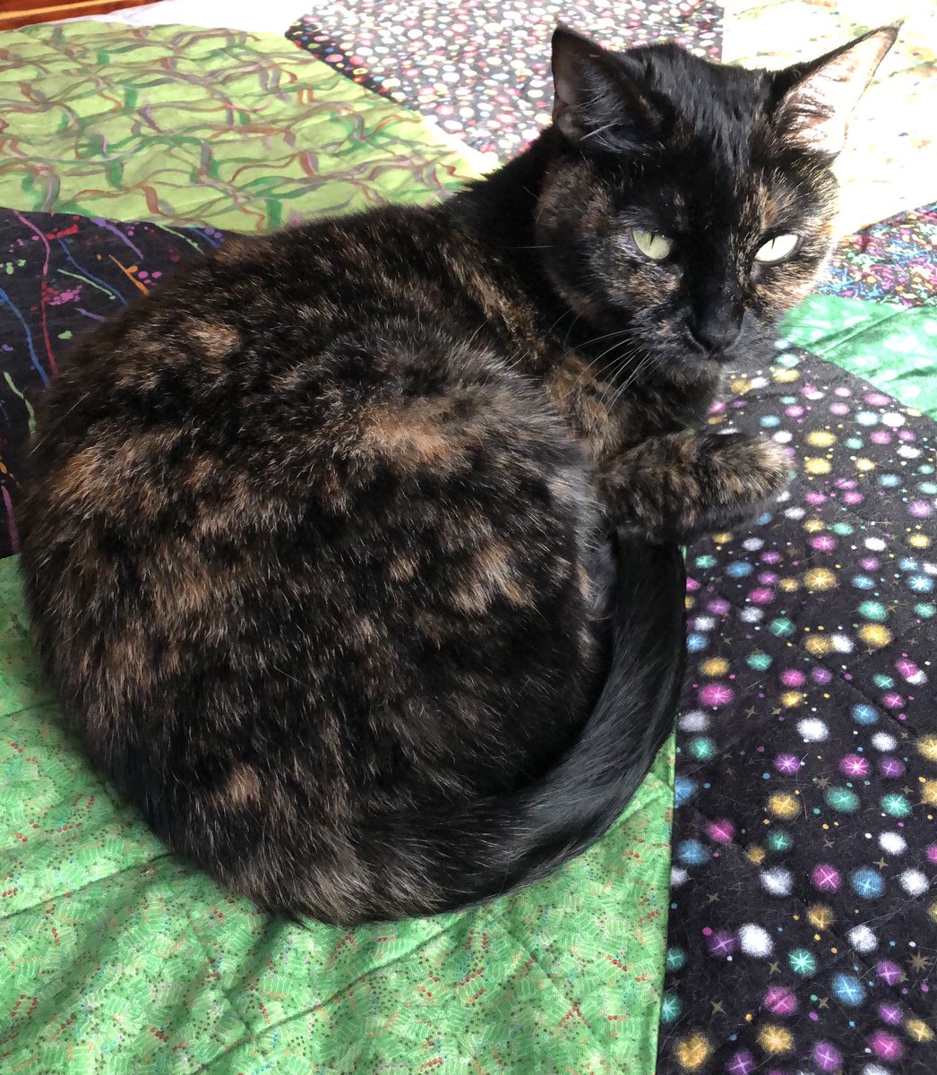 LMULibraries's tweet photo. Today is the second day of Celebration of Life Week. I am happy for my humans and another year to chase my sister around the house. #CelebrationofLifeWeek #Caturday #CVLLibrary https://t.co/CKT7iDcXjh